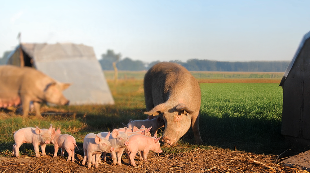 Sau mit einer Schar von Ferkeln im Vordergrund. Im Hintergrund sieht man eine freie Grasfl�che